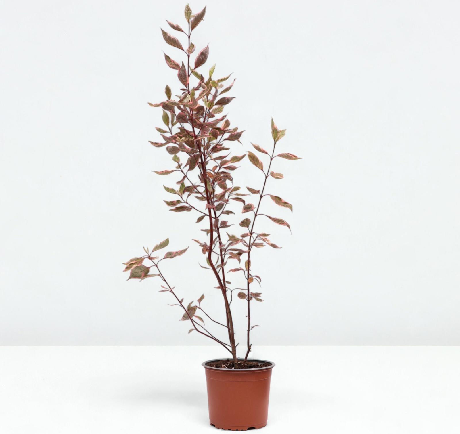 Дерен белый Миракл, C3 горшок , 1 шт, Лето 2024