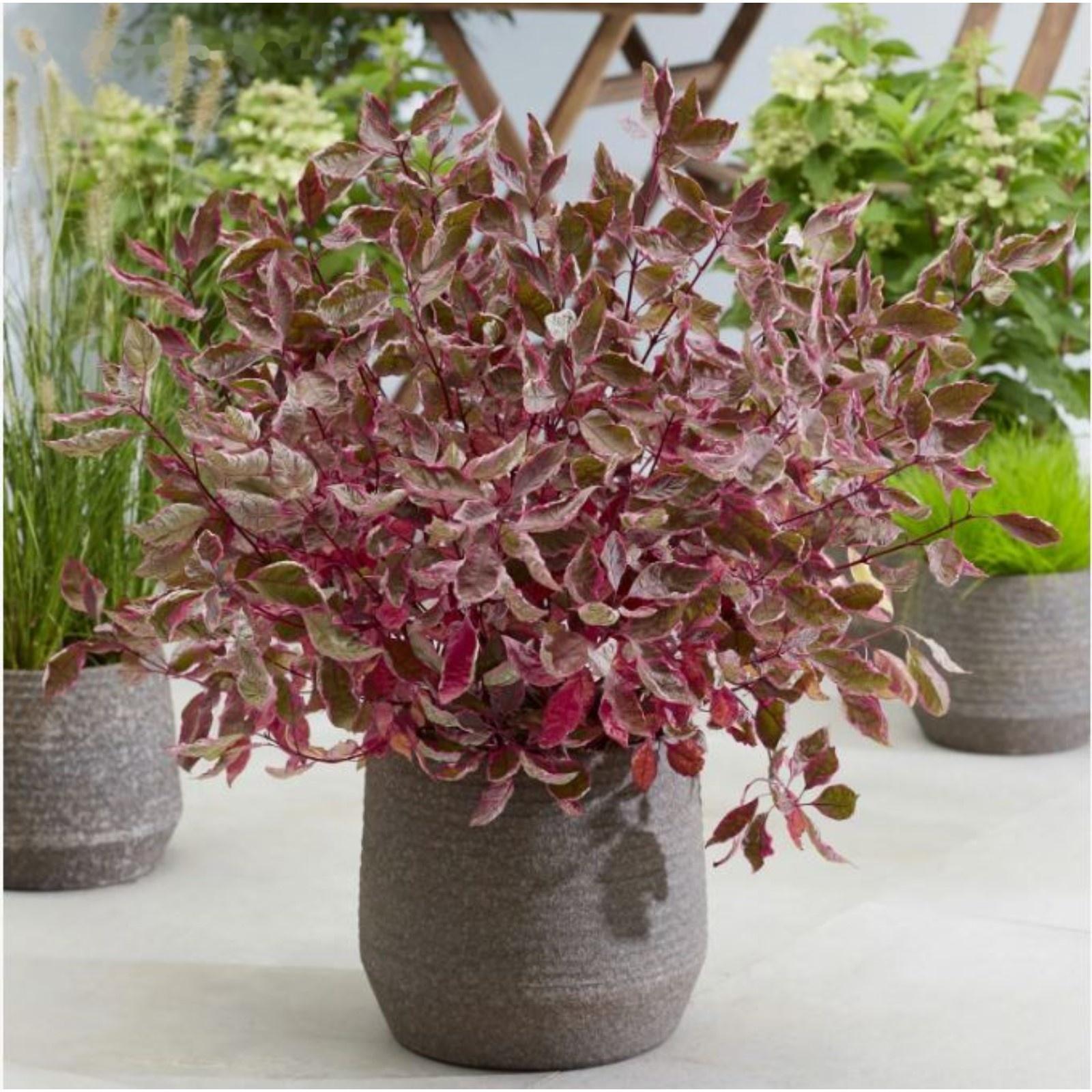 Дерен белый Миракл, C3 горшок , 1 шт, Лето 2024