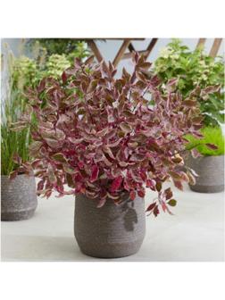 Дерен белый Миракл, C3 горшок , 1 шт, Лето 2024