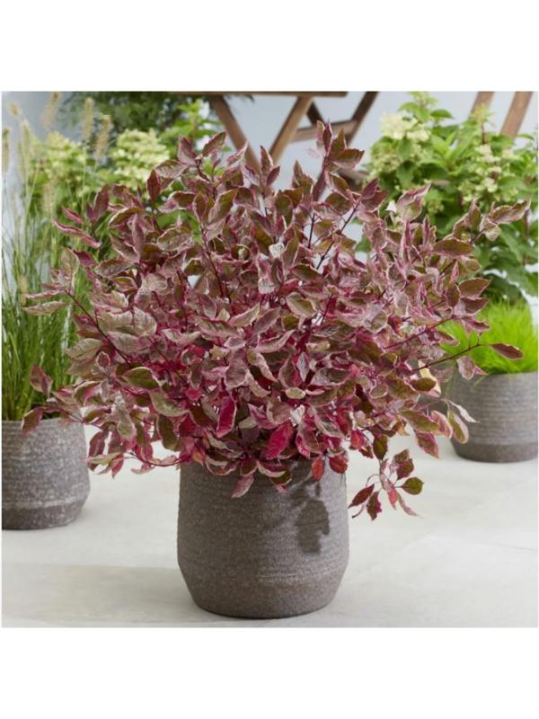 Дерен белый Миракл, C3 горшок , 1 шт, Лето 2024