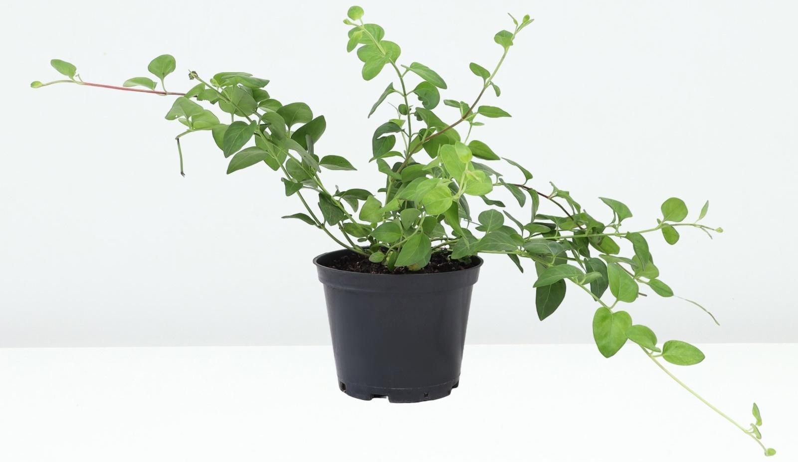 Барвинок большой, C1,5 горшок , 1 шт, Лето 2024