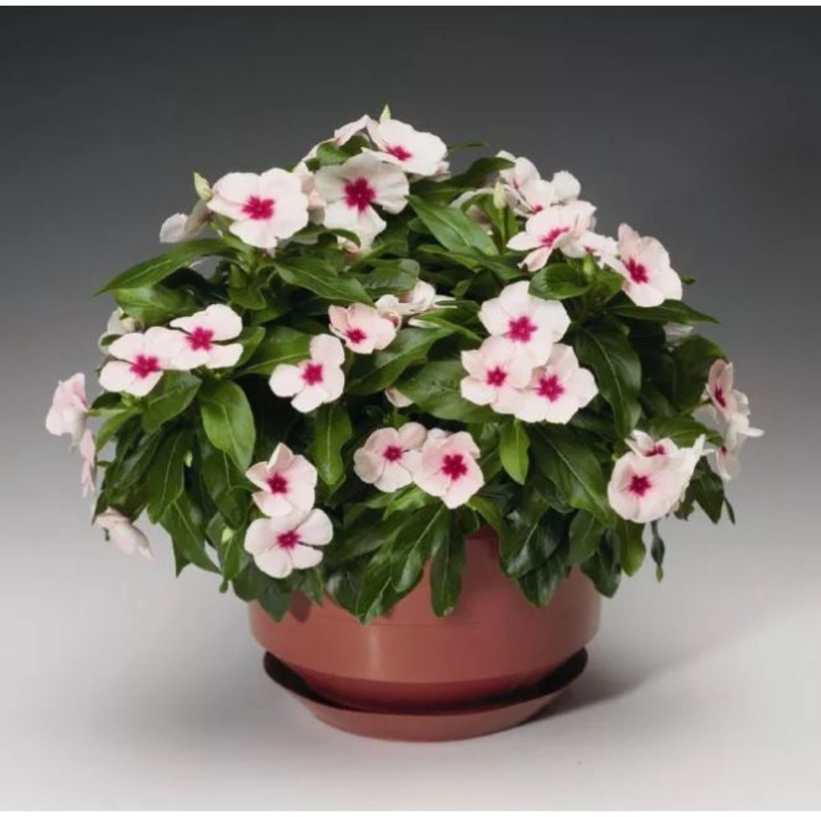 Барвинок большой, C1,5 горшок , 1 шт, Лето 2024