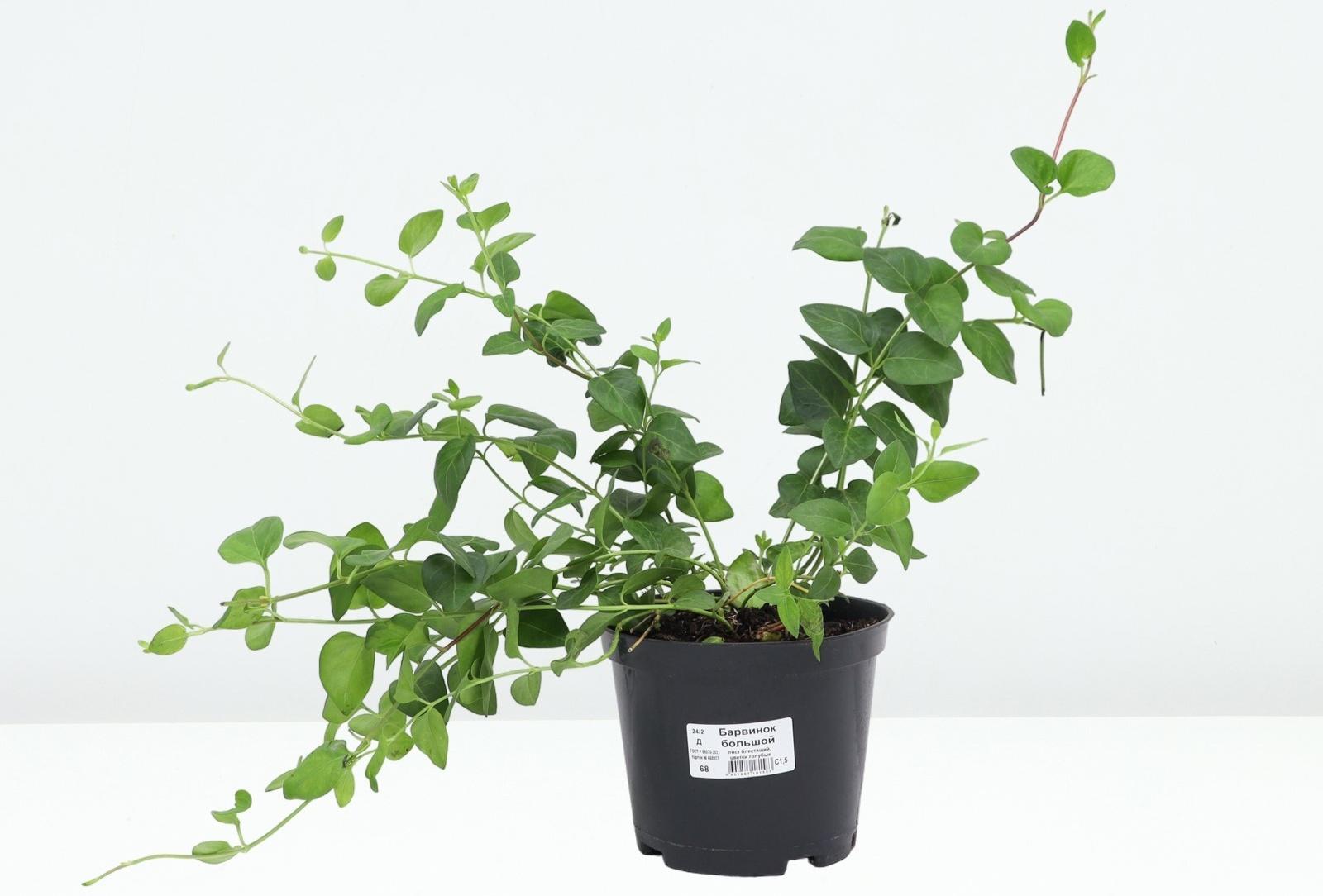 Барвинок большой, C1,5 горшок , 1 шт, Лето 2024