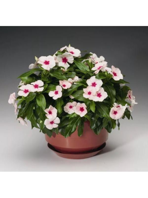 Барвинок большой, C1,5 горшок , 1 шт, Лето 2024