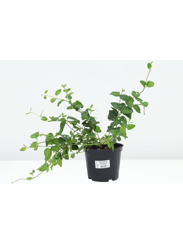 Барвинок большой, C1,5 горшок , 1 шт, Лето 2024