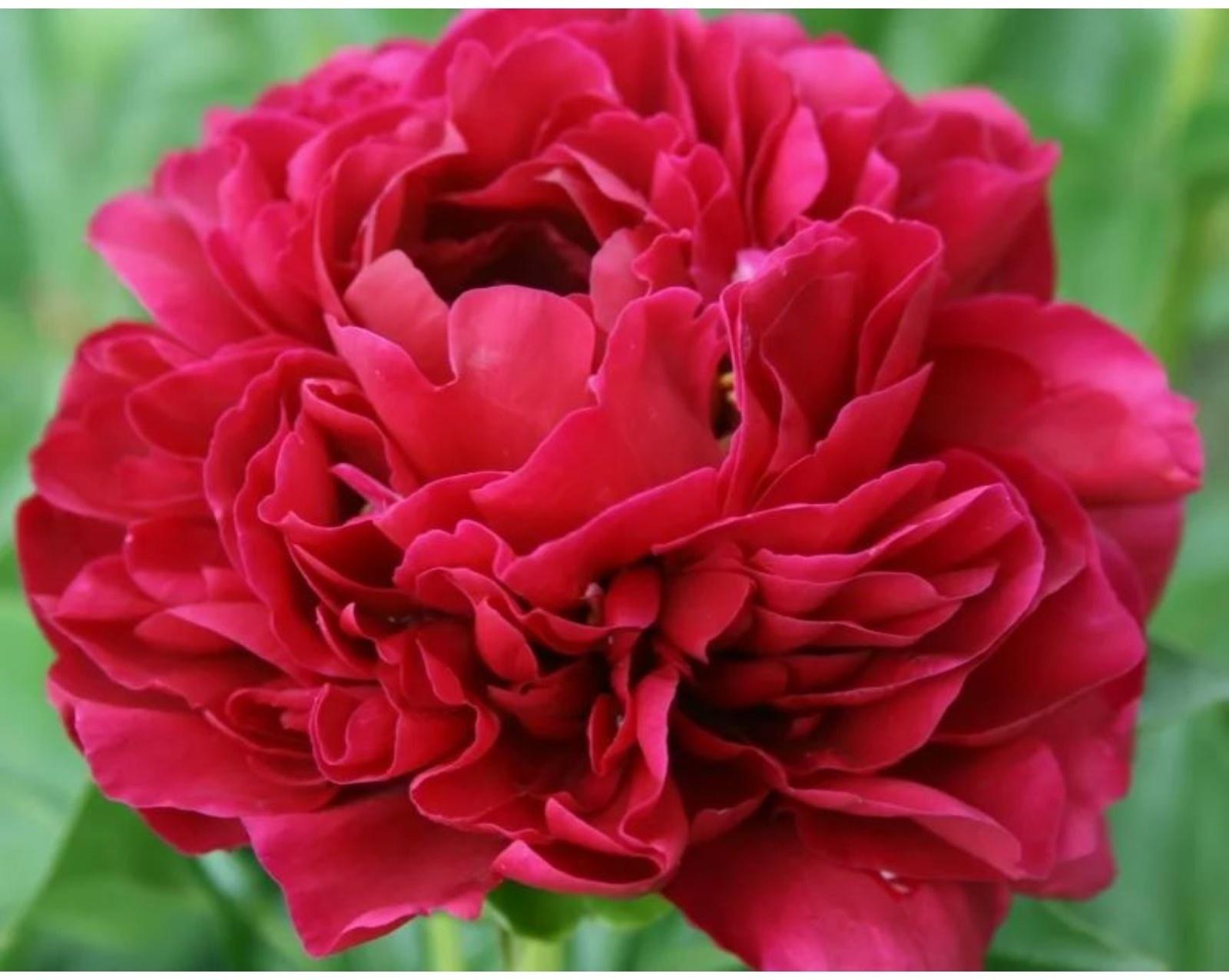 Пион молочноцветковый Ол Фейтфул, C3 горшок , 1 шт, Лето 2024