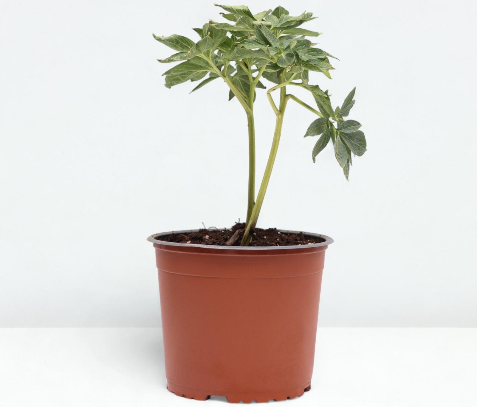 Пион молочноцветковый Ол Фейтфул, C3 горшок , 1 шт, Лето 2024