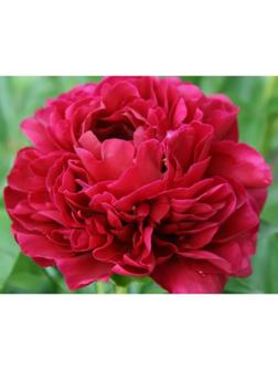 Пион молочноцветковый Ол Фейтфул, C3 горшок , 1 шт, Лето 2024