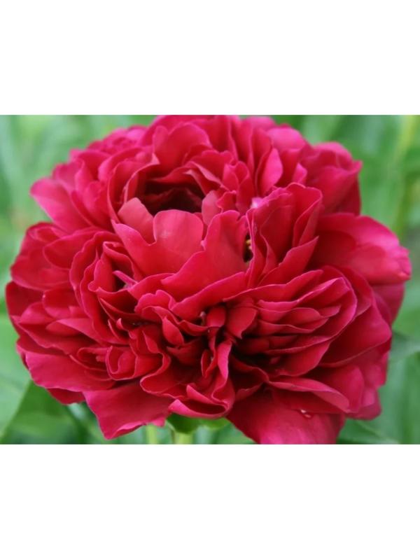 Пион молочноцветковый Ол Фейтфул, C3 горшок , 1 шт, Лето 2024