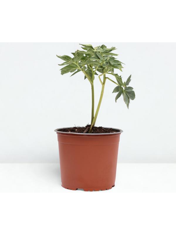 Пион молочноцветковый Ол Фейтфул, C3 горшок , 1 шт, Лето 2024