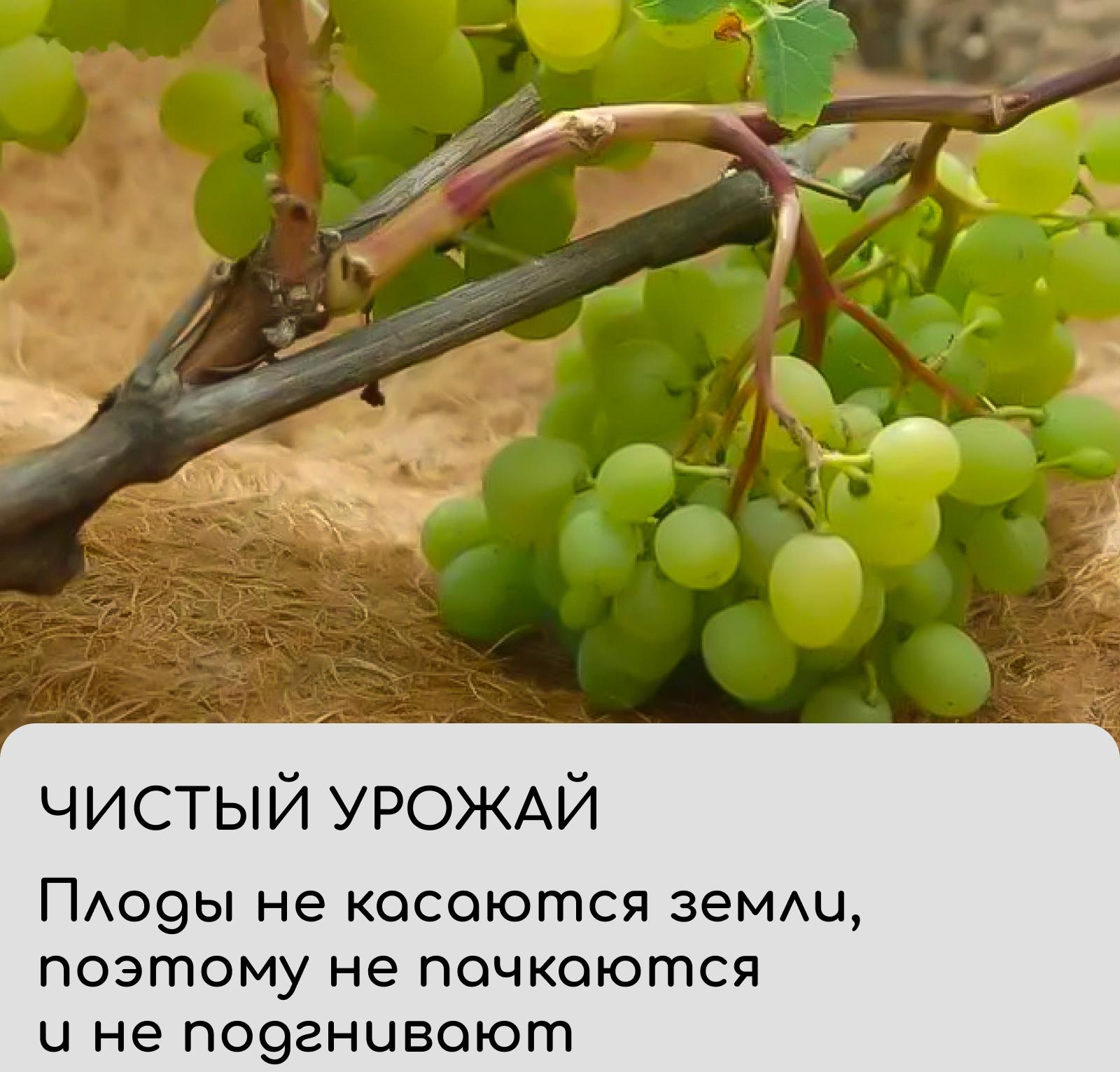 Круг приствольный, d=0.75 м, из кокосового полотна, набор 5 шт., «Мульчаграм»