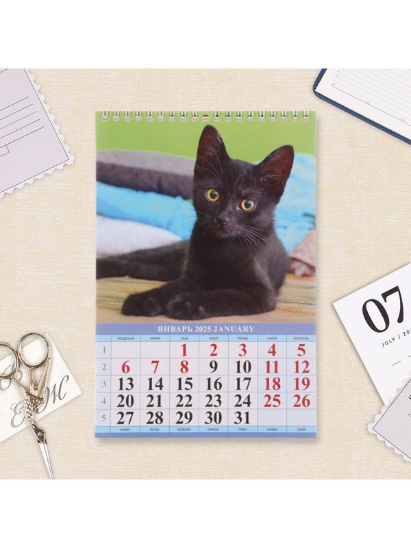 Календарь настенный 2025 год, на пружине без ригеля «Котята» 17×25 см