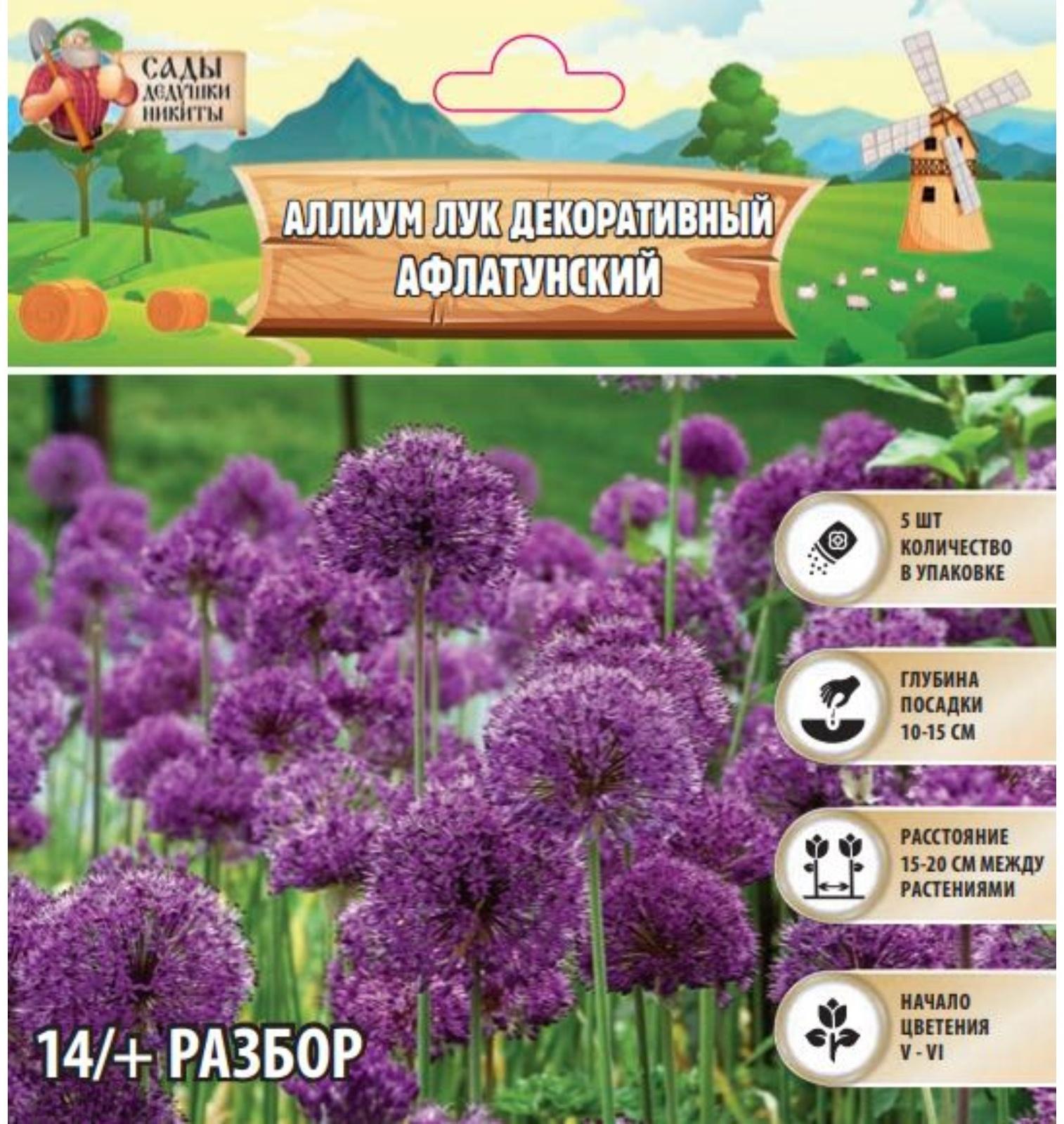 Аллиум лук декоративный Афлатунский, р-р 14/+, 5 шт, Весна 2025