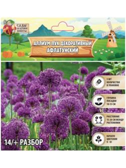 Аллиум лук декоративный Афлатунский, р-р 14/+, 5 шт, Весна 2025