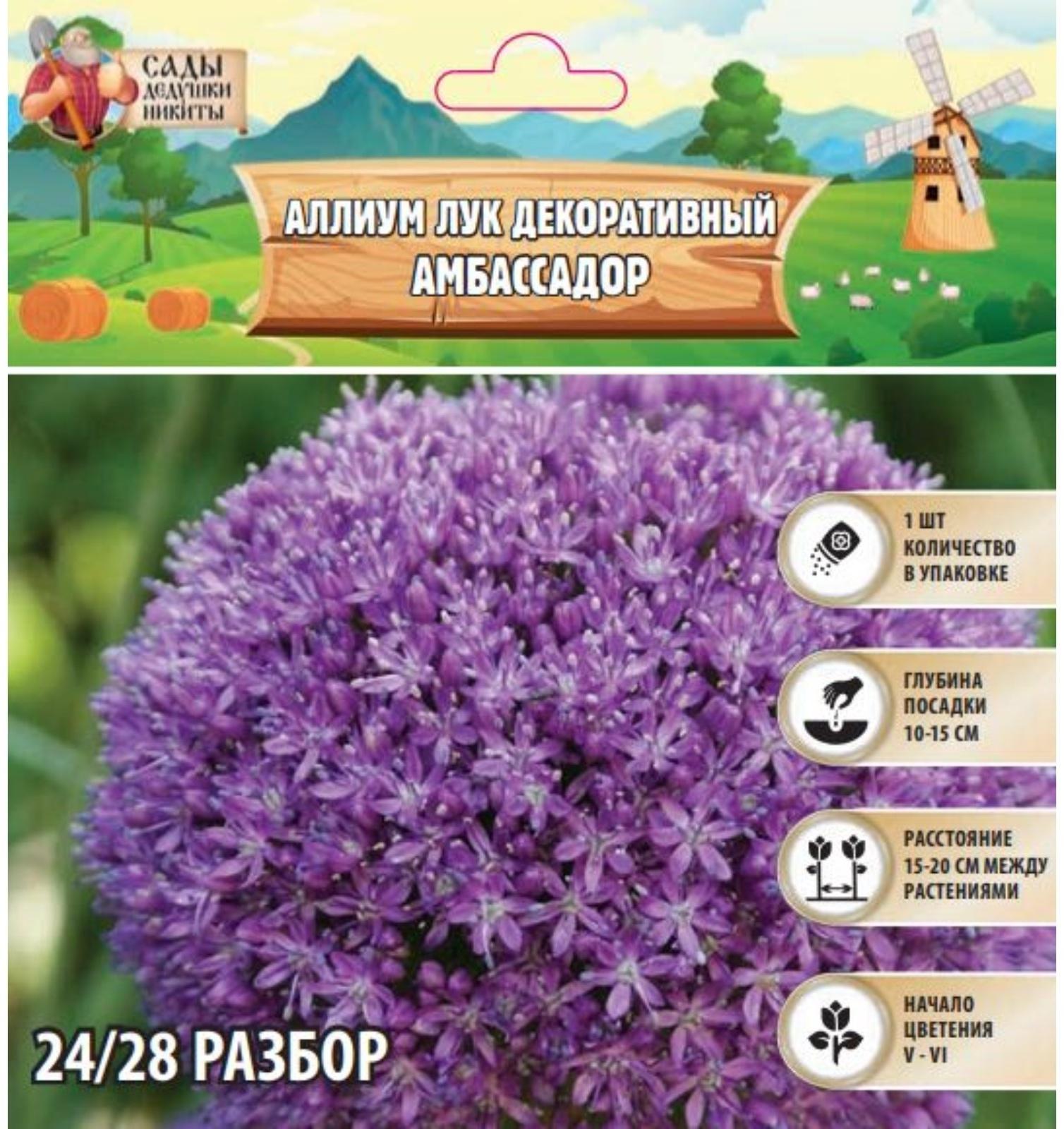 Аллиум лук декоративный Амбассадор, р-р 24/28, 1 шт, Весна 2025