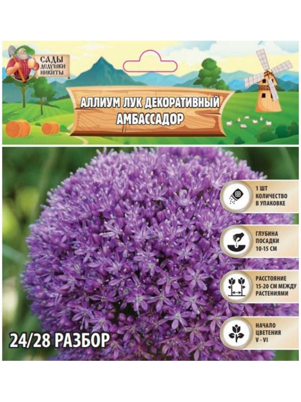Аллиум лук декоративный Амбассадор, р-р 24/28, 1 шт, Весна 2025
