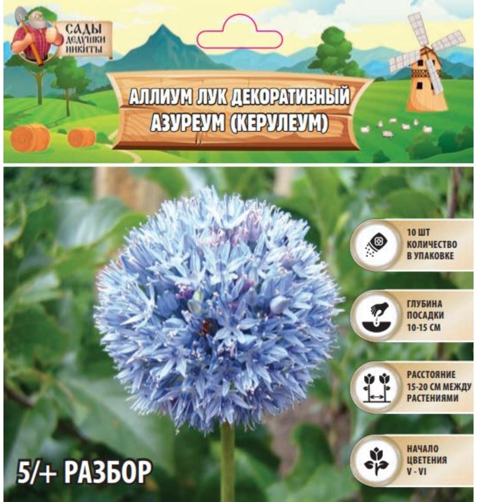 Аллиум лук декоративный Азуреум (Керулеум), р-р 5/+, 10 шт, Весна 2025