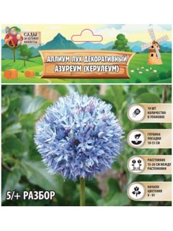 Аллиум лук декоративный Азуреум (Керулеум), р-р 5/+, 10 шт, Весна 2025