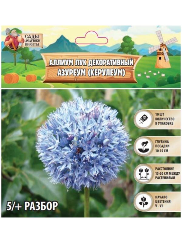 Аллиум лук декоративный Азуреум (Керулеум), р-р 5/+, 10 шт, Весна 2025