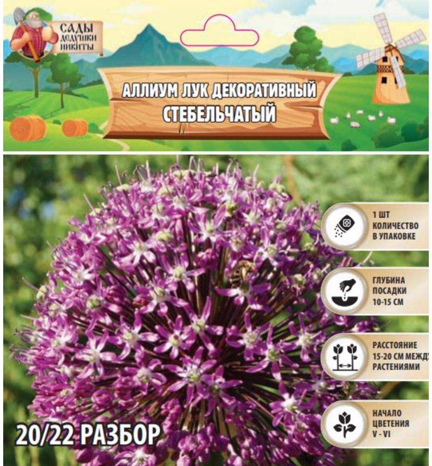 Аллиум лук декоративный Стебельчатый, р-р 20/22, 1 шт, Весна 2025