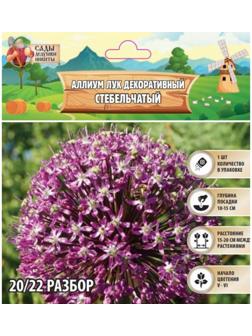 Аллиум лук декоративный Стебельчатый, р-р 20/22, 1 шт, Весна 2025