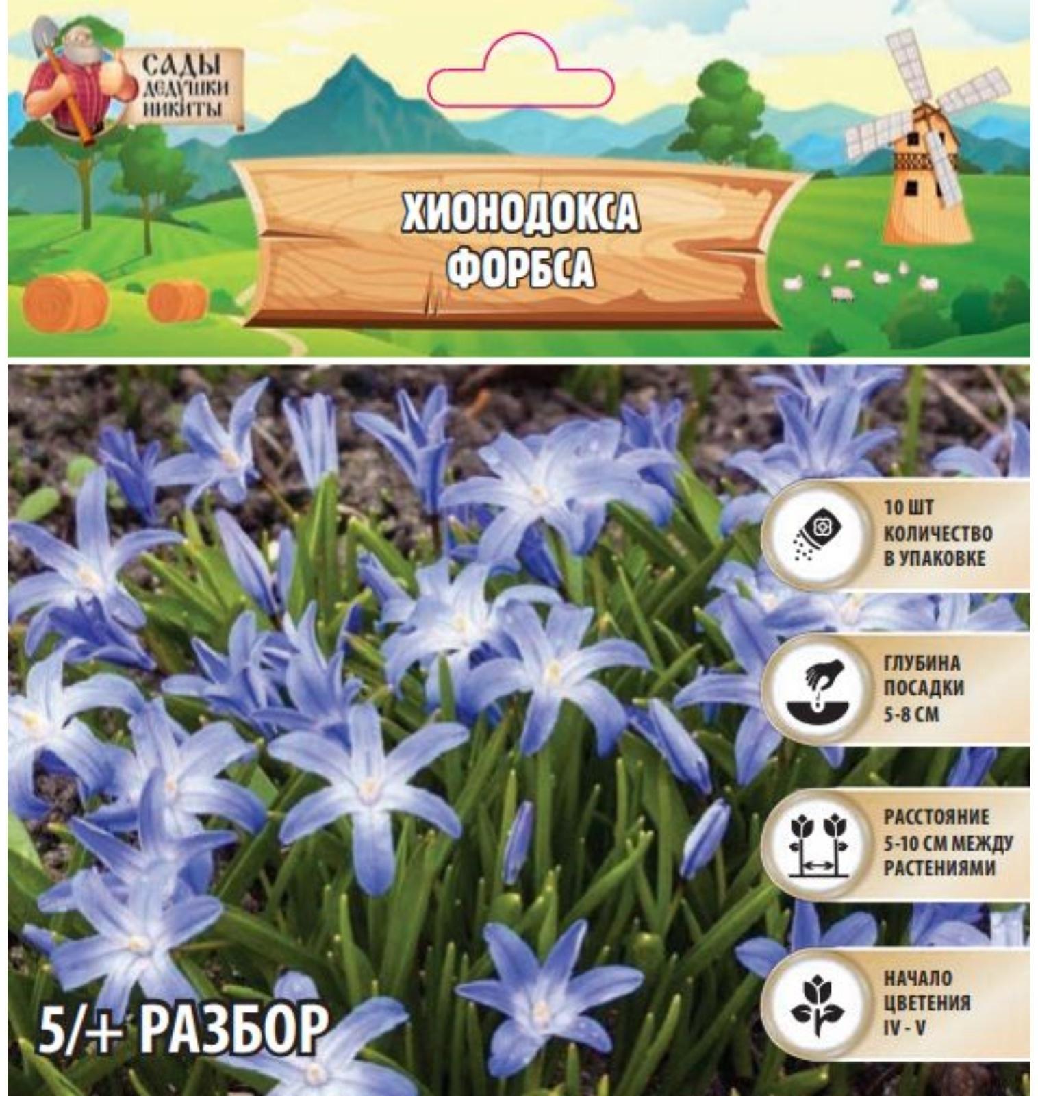 Хионодокса Форбса, р-р 5/+, 10 шт, Весна 2025