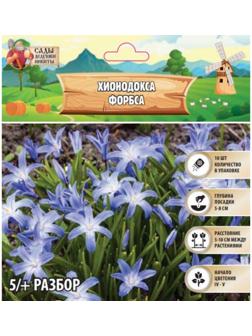 Хионодокса Форбса, р-р 5/+, 10 шт, Весна 2025
