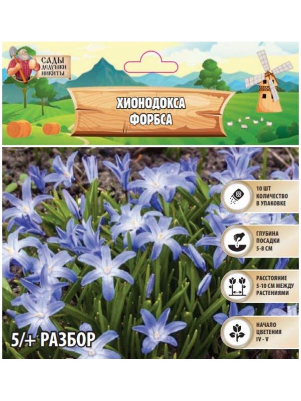 Хионодокса Форбса, р-р 5/+, 10 шт, Весна 2025