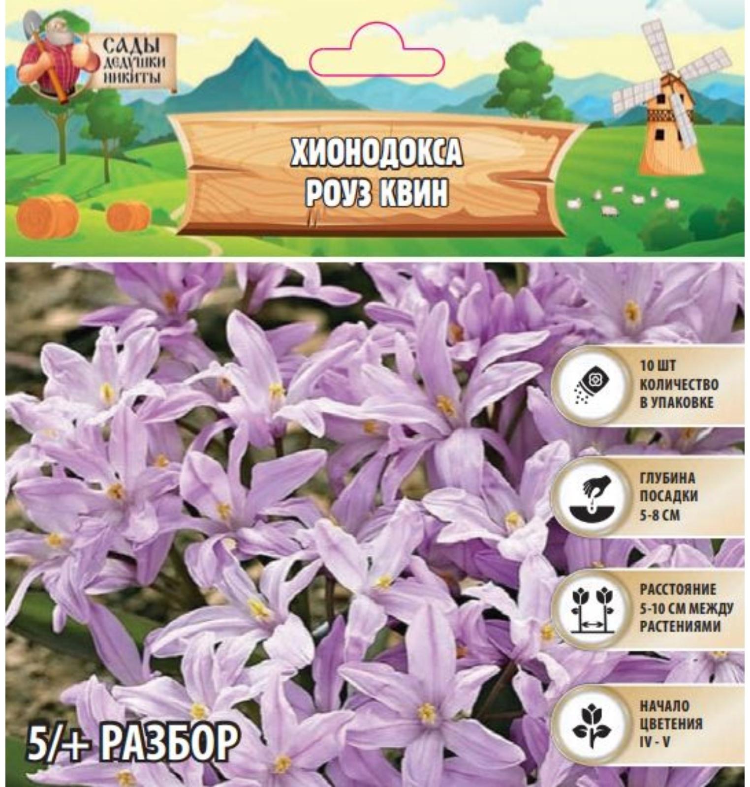 Хионодокса Роуз Квин, р-р 5/+, 10 шт, Весна 2025