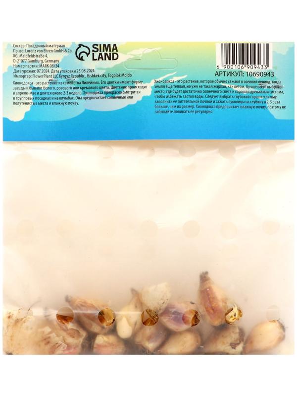 Хионодокса Роуз Квин, р-р 5/+, 10 шт, Весна 2025