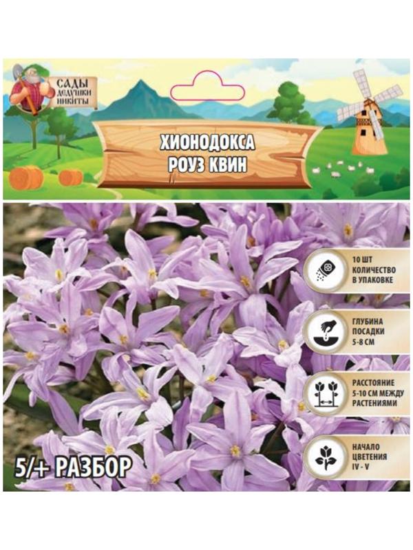 Хионодокса Роуз Квин, р-р 5/+, 10 шт, Весна 2025