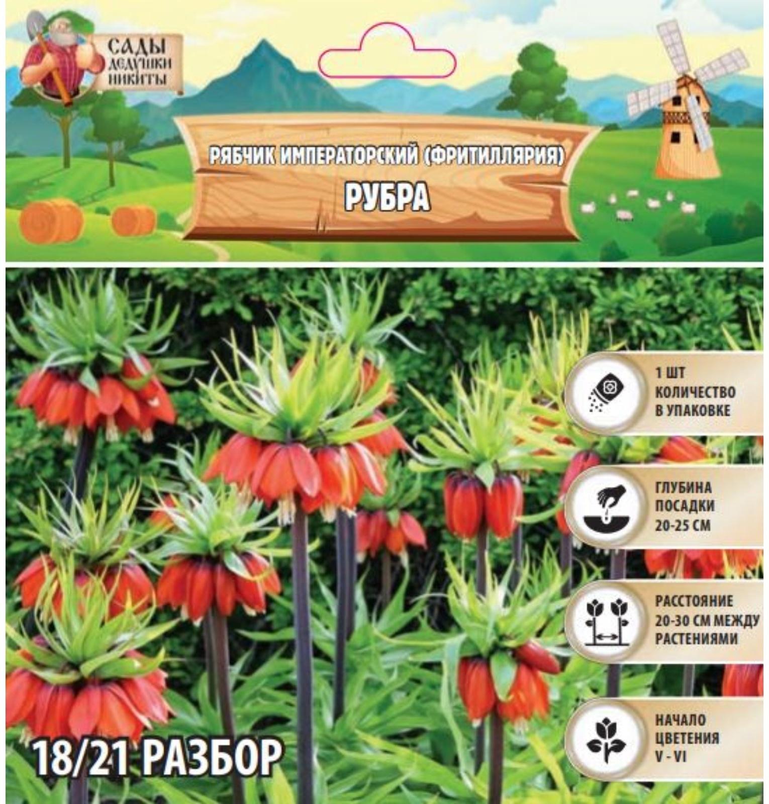 Рябчик императорский (Фритиллярия) Рубра, р-р 18/21, 1 шт, Весна 2025