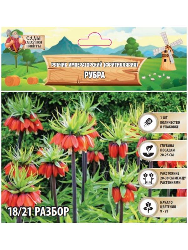 Рябчик императорский (Фритиллярия) Рубра, р-р 18/21, 1 шт, Весна 2025