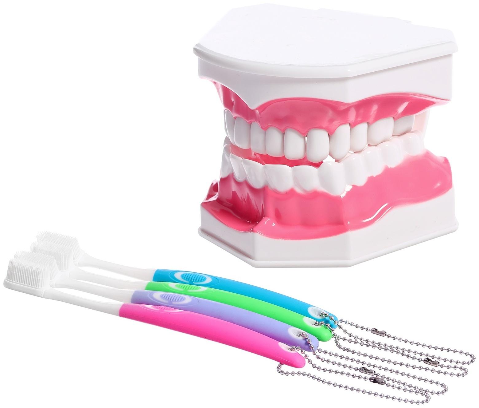 Игровой набор «Макет челюсти человека», 12 × 9 см, с щёткой, щётка цвета МИКС