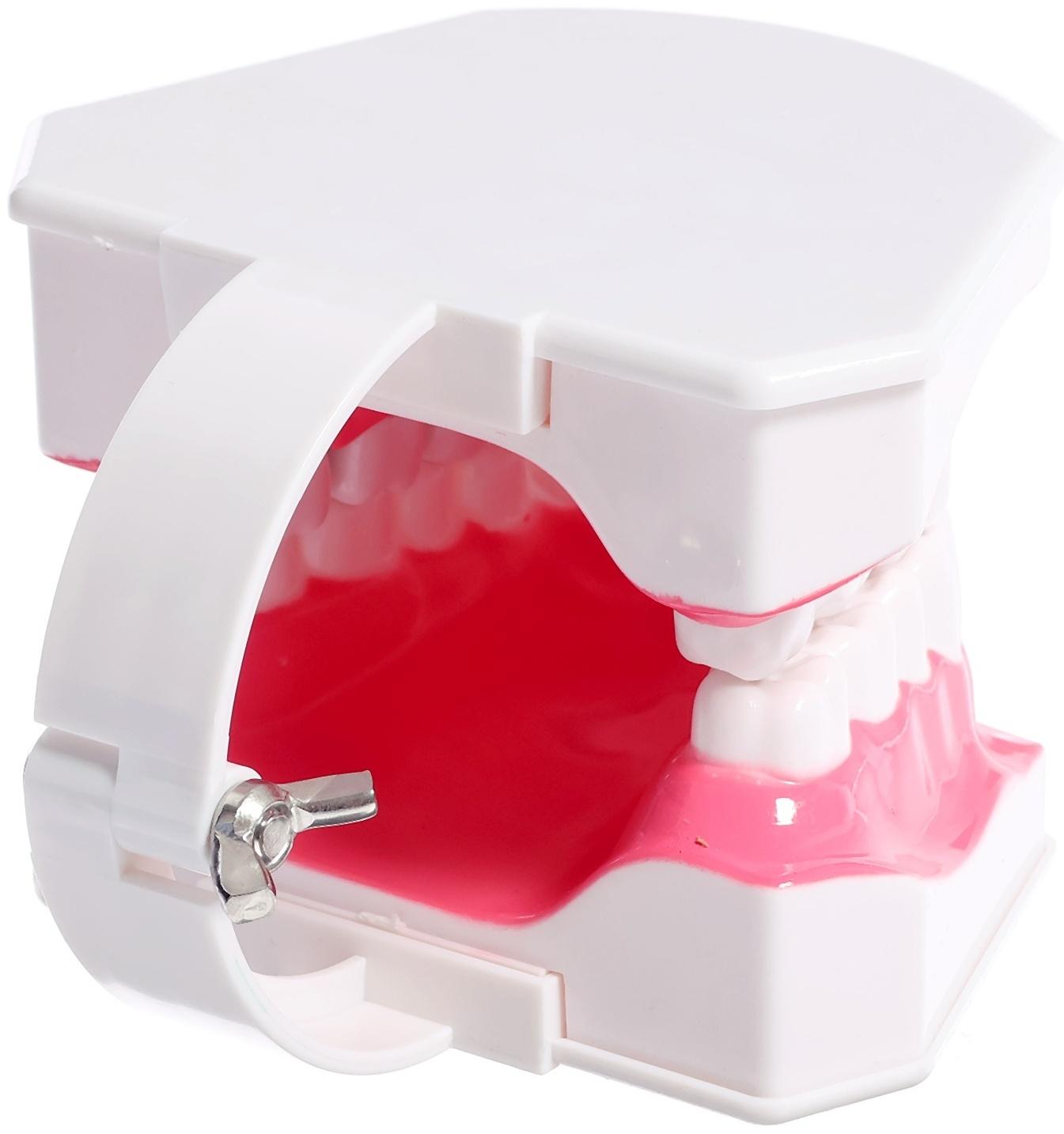 Игровой набор «Макет челюсти человека», 12 × 9 см, с щёткой, щётка цвета МИКС