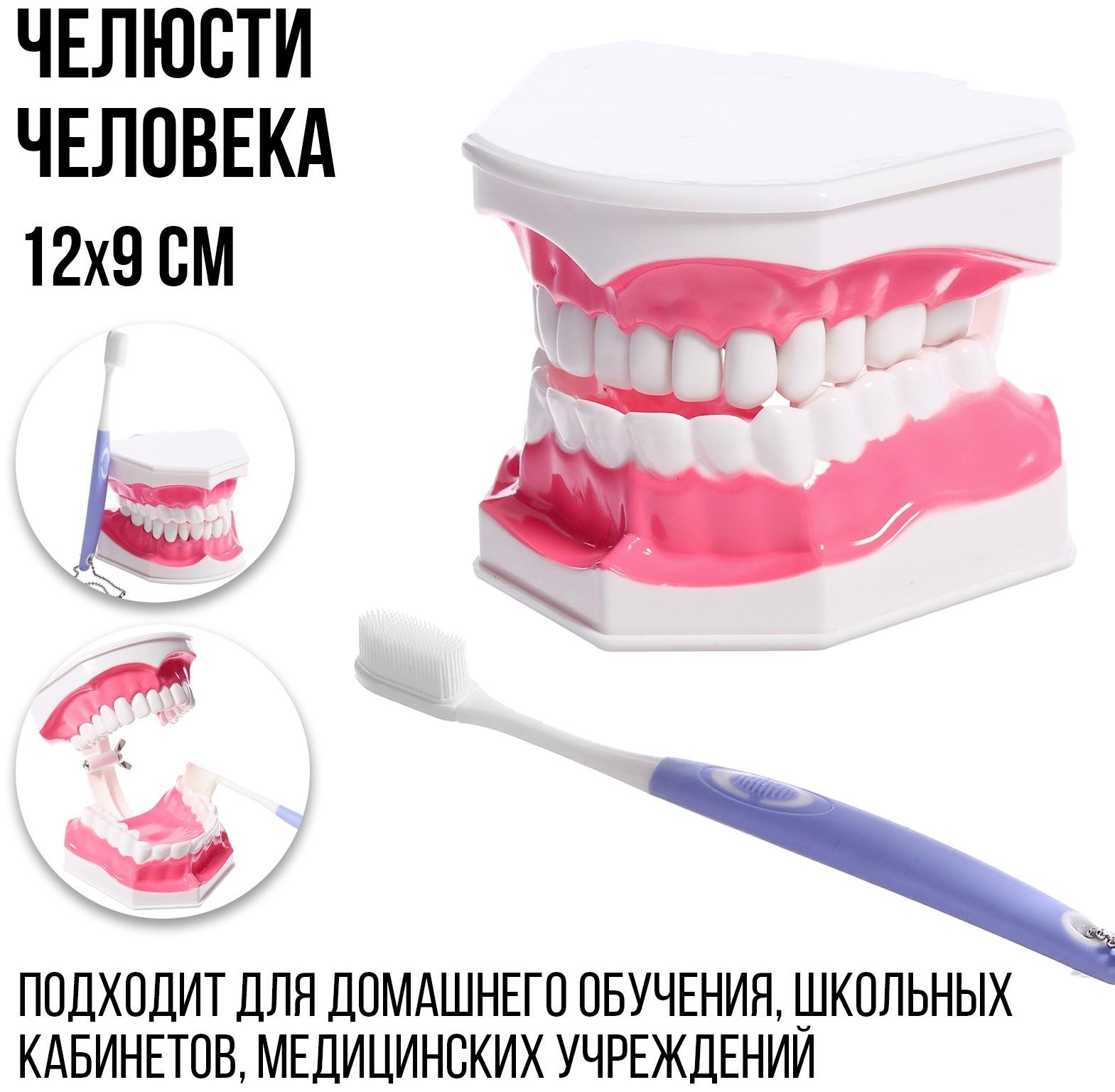 Игровой набор «Макет челюсти человека», 12 × 9 см, с щёткой, щётка цвета МИКС