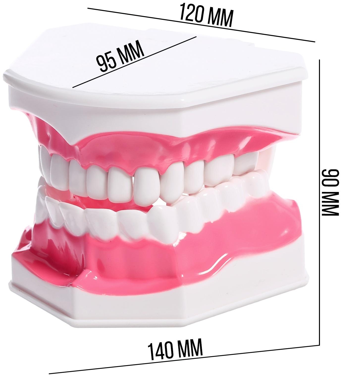 Игровой набор «Макет челюсти человека», 12 × 9 см, с щёткой, щётка цвета МИКС