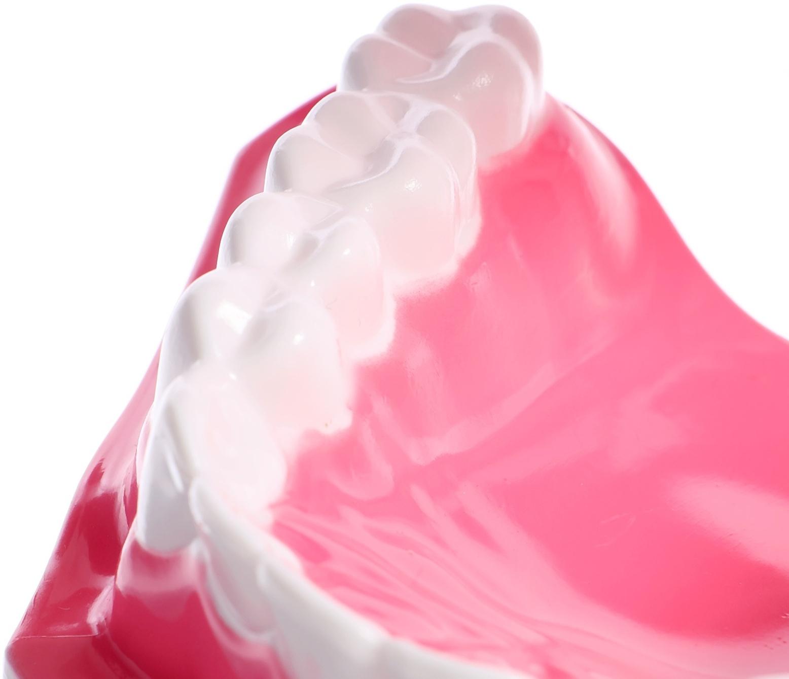 Игровой набор «Макет челюсти человека», 12 × 9 см, с щёткой, щётка цвета МИКС