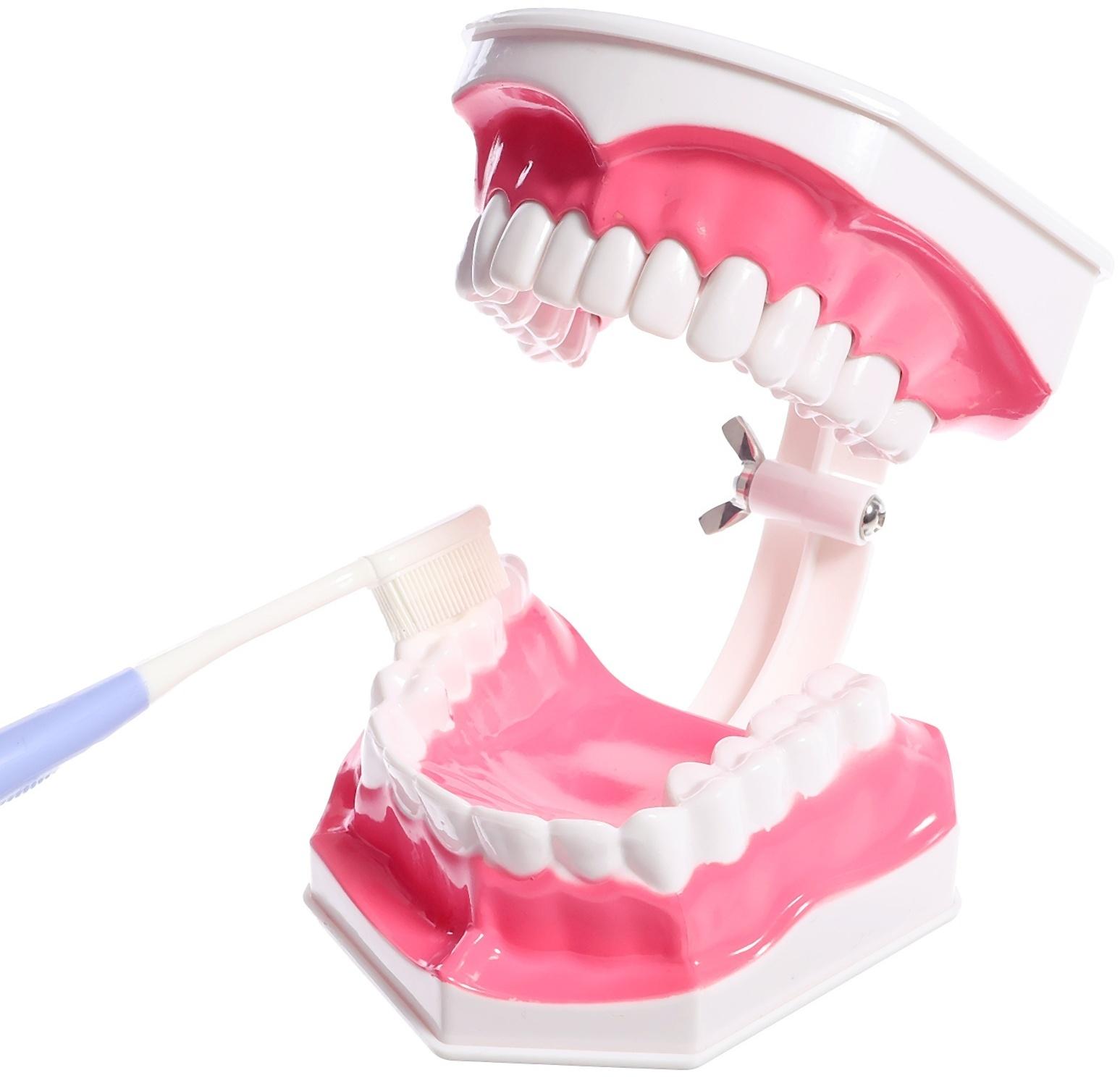 Игровой набор «Макет челюсти человека», 12 × 9 см, с щёткой, щётка цвета МИКС