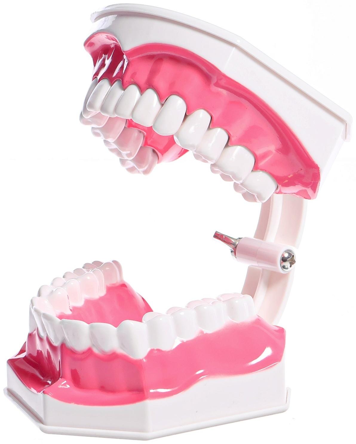 Игровой набор «Макет челюсти человека», 12 × 9 см, с щёткой, щётка цвета МИКС