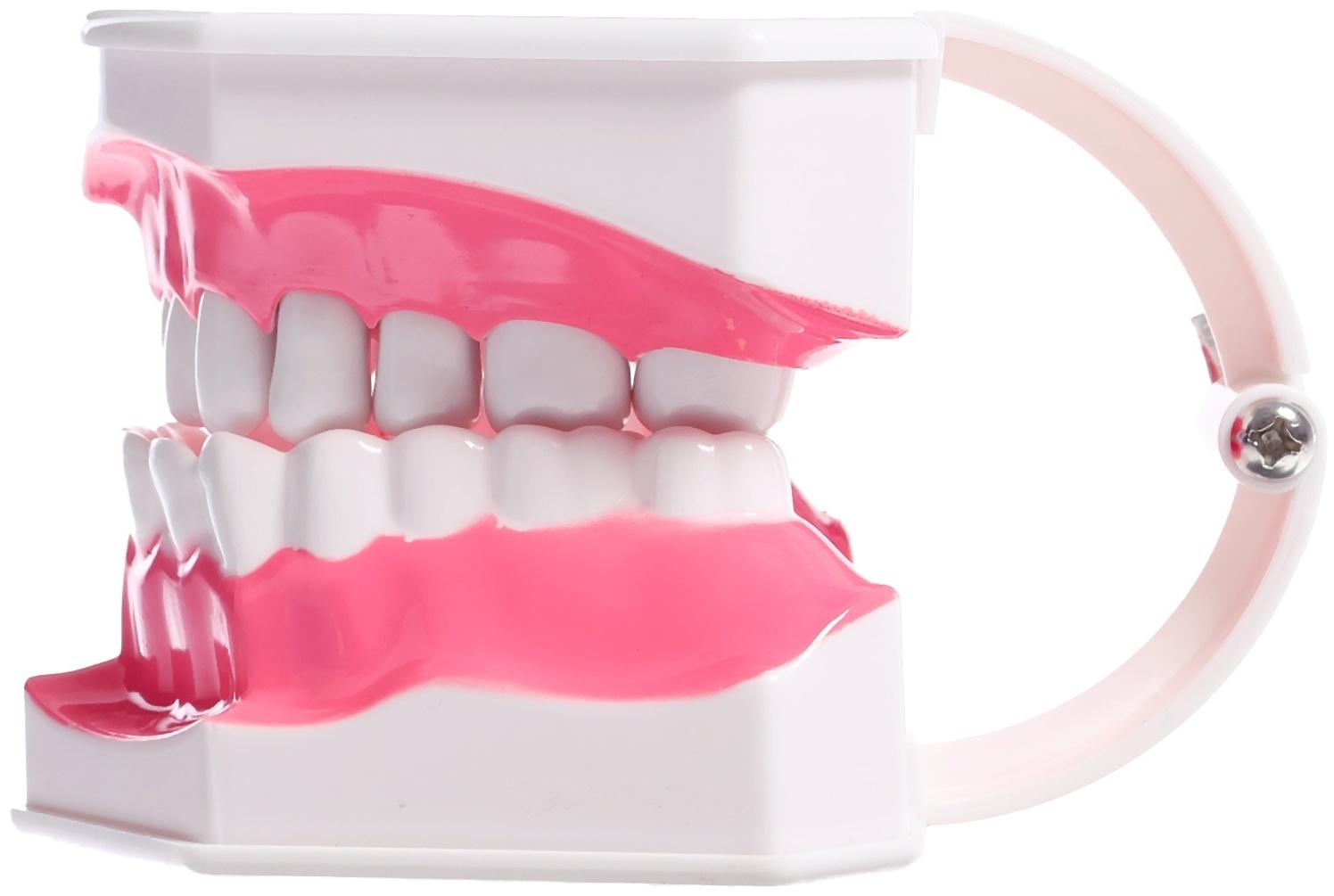 Игровой набор «Макет челюсти человека», 12 × 9 см, с щёткой, щётка цвета МИКС