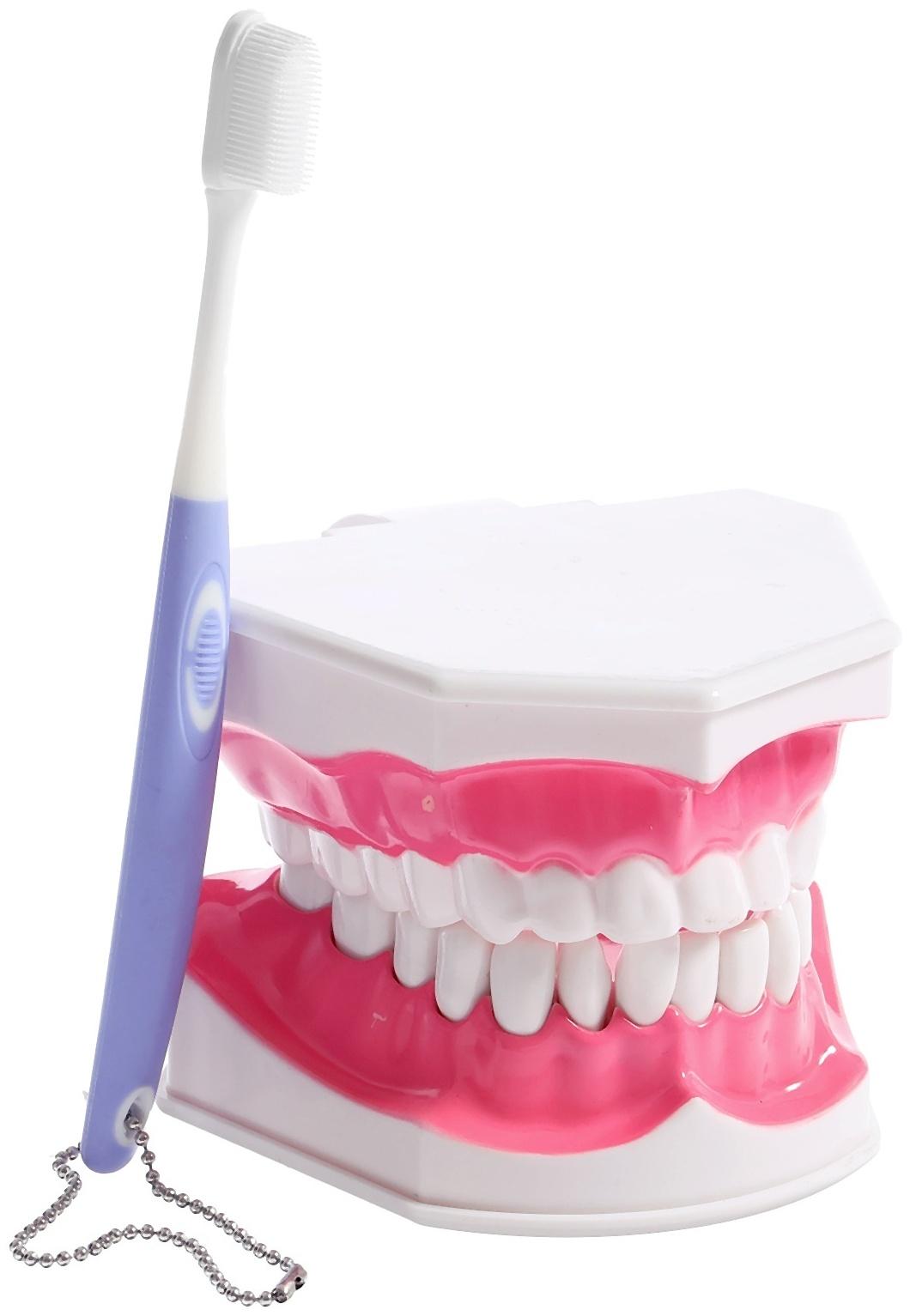 Игровой набор «Макет челюсти человека», 12 × 9 см, с щёткой, щётка цвета МИКС