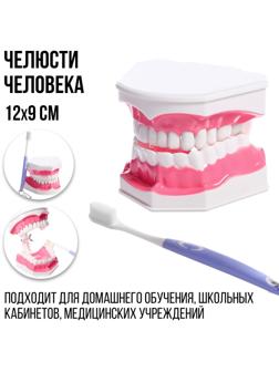 Игровой набор «Макет челюсти человека», 12 × 9 см, с щёткой, щётка цвета МИКС