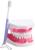 Игровой набор «Макет челюсти человека», 12 × 9 см, с щёткой, щётка цвета МИКС