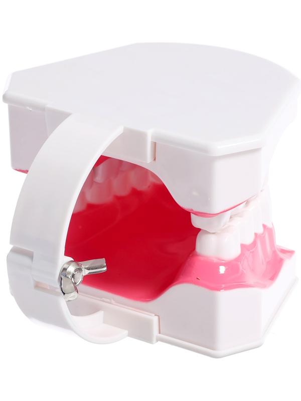 Игровой набор «Макет челюсти человека», 12 × 9 см, с щёткой, щётка цвета МИКС