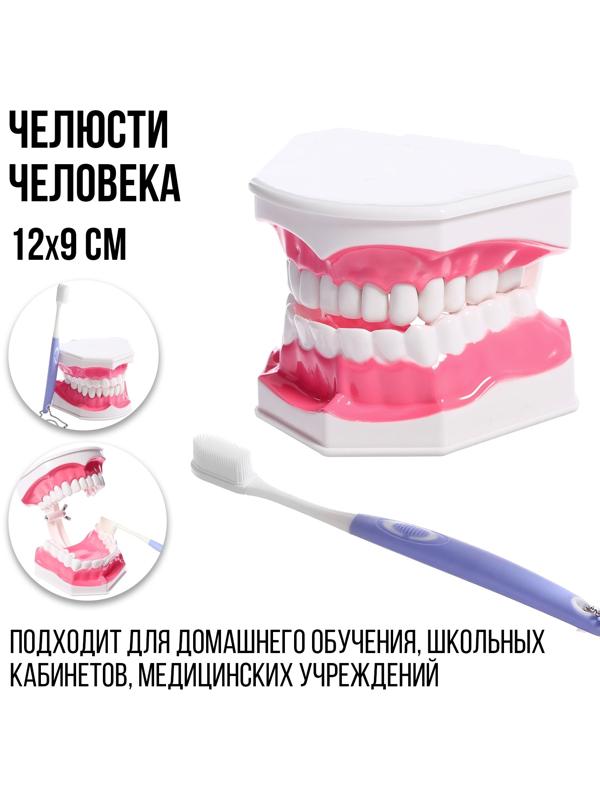 Игровой набор «Макет челюсти человека», 12 × 9 см, с щёткой, щётка цвета МИКС