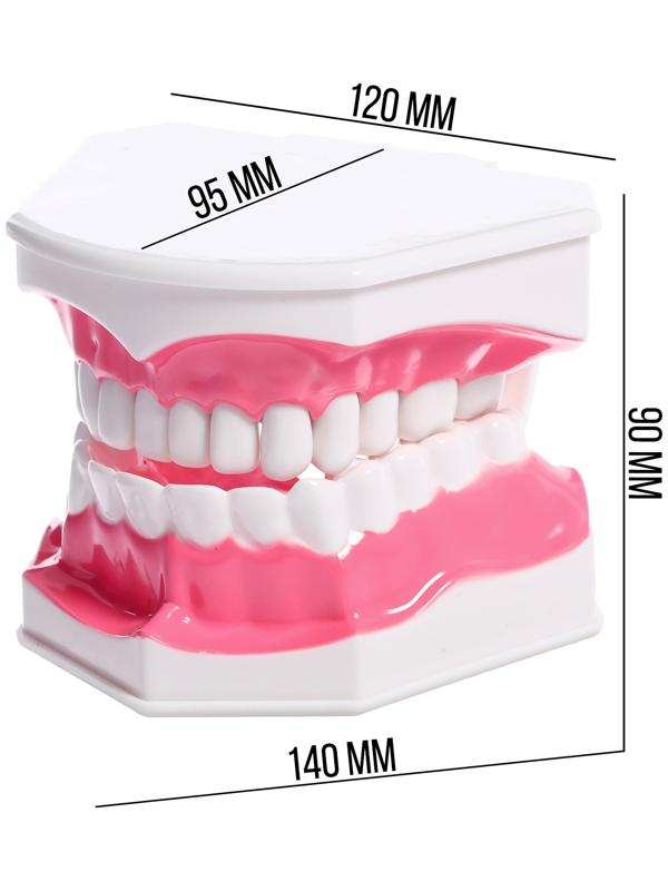 Игровой набор «Макет челюсти человека», 12 × 9 см, с щёткой, щётка цвета МИКС