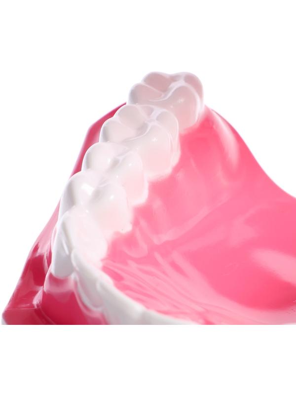 Игровой набор «Макет челюсти человека», 12 × 9 см, с щёткой, щётка цвета МИКС