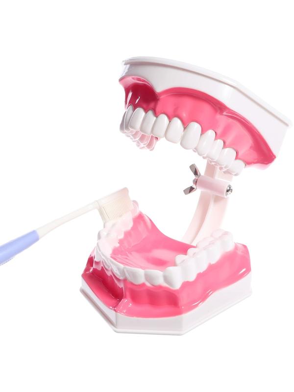 Игровой набор «Макет челюсти человека», 12 × 9 см, с щёткой, щётка цвета МИКС