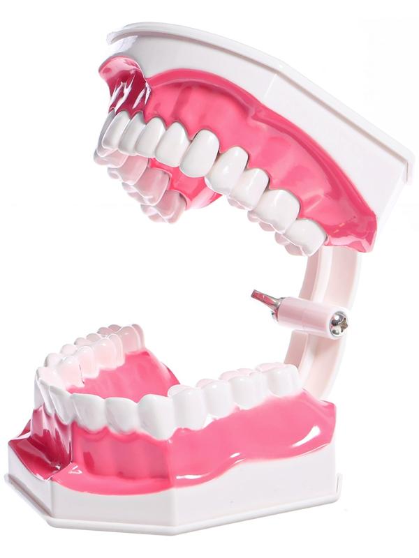 Игровой набор «Макет челюсти человека», 12 × 9 см, с щёткой, щётка цвета МИКС